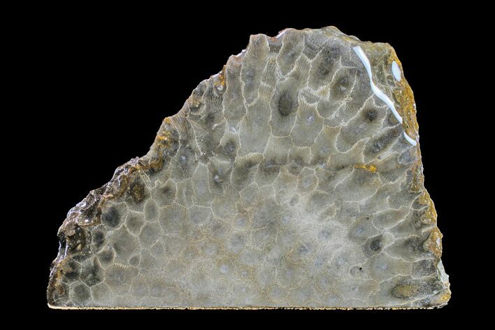 Free-Standing, Polished Petoskey Stone (Fossil Coral) - Michigan #156033